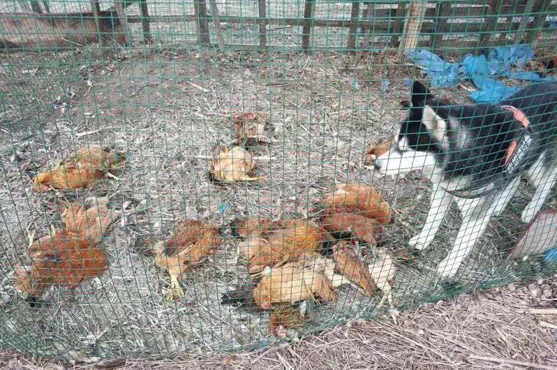 一老汉家20多只鸡"遇害","凶手"身上写着"我想搞对象"