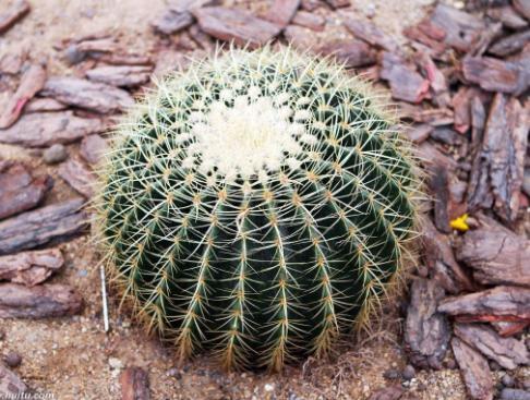 家里万万要养这些植物,身体越住越健康,聪明人都养一盆!