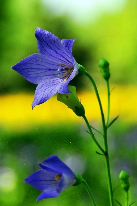 一朵花,悄然绽放最美丽;一个人,心栖淳朴最完美.淳
