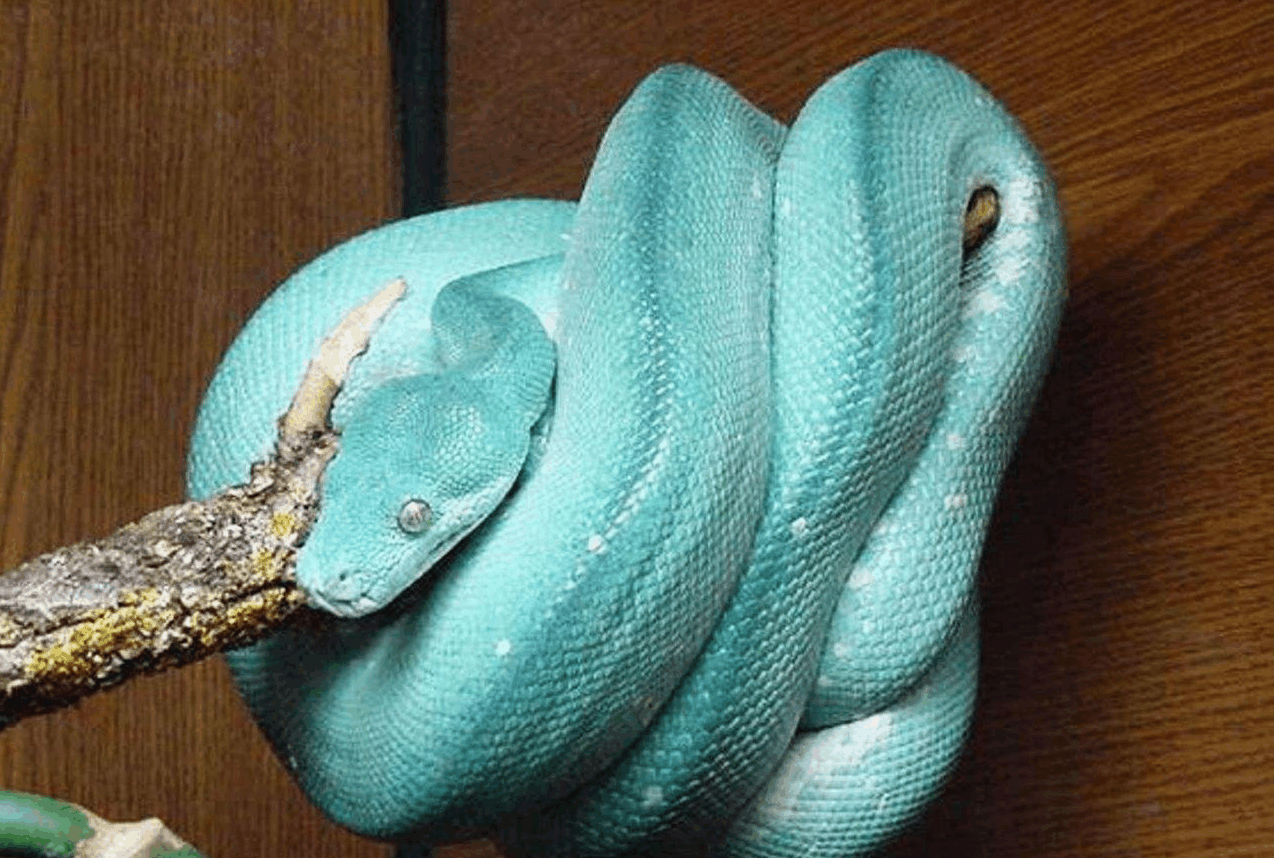 动物界中的蓝色精灵哪个最可爱