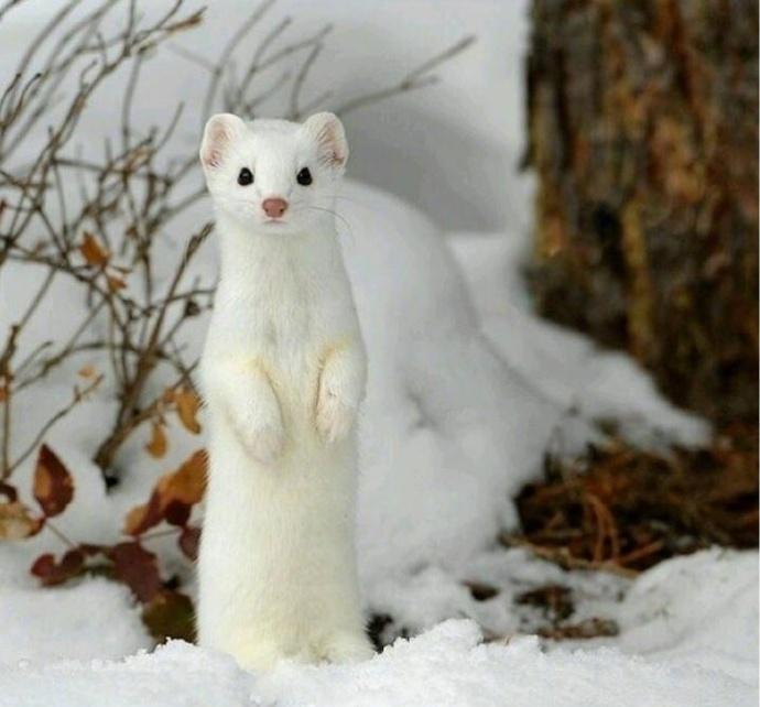 冬天摄影师镜头下的白鼬敲可爱啊67676767