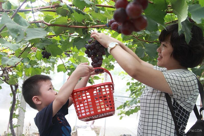 忠县双桂镇五千亩荷花怒放 28日葡萄采摘5日荷