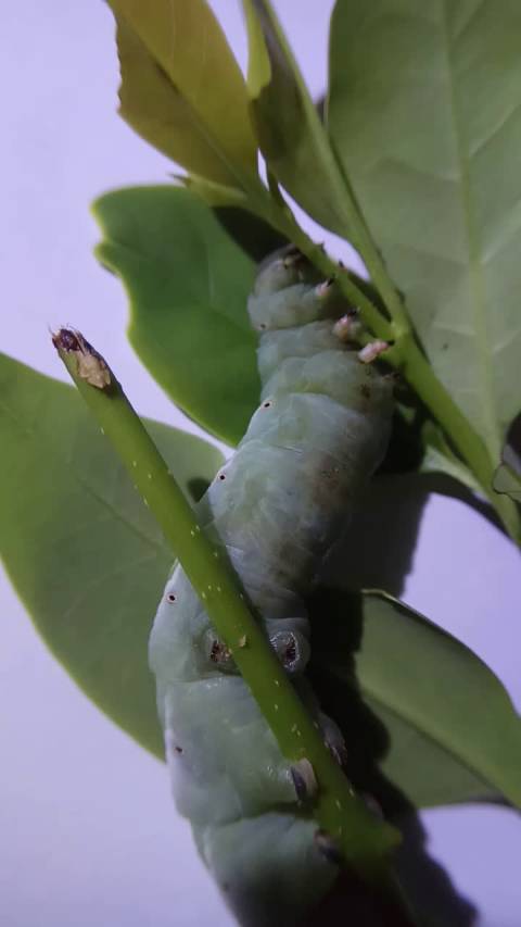 谁没胃口的,来看看丁香天蛾幼虫好胖胖