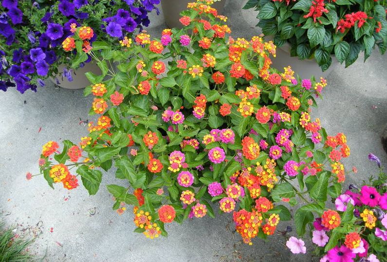 红千层也叫瓶刷子花,属于桃金娘属的开花型灌木,它的叶子有柑橘味