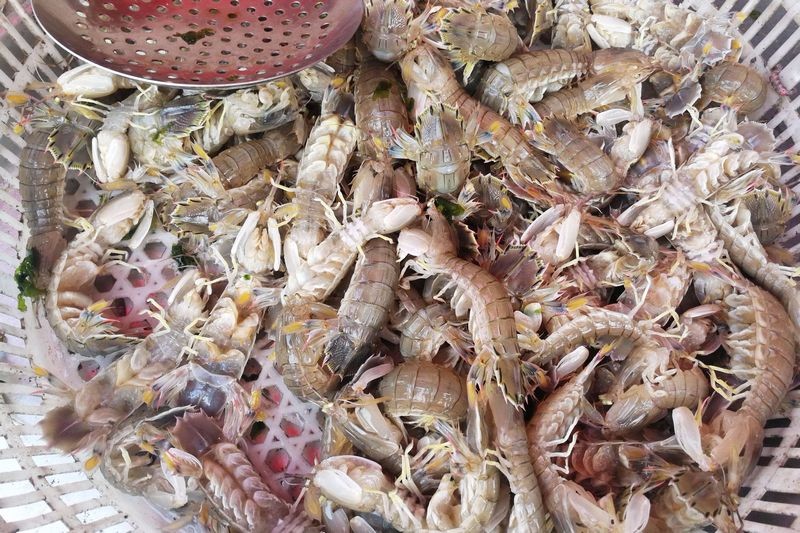 皮皮虾鲜活肥美还带籽 60块钱一斤 看完本文就能分辨公母皮皮虾