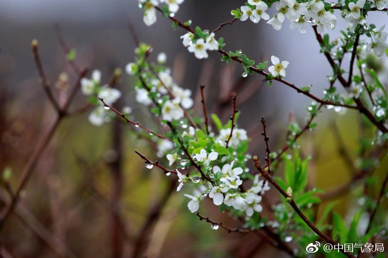 雨之花