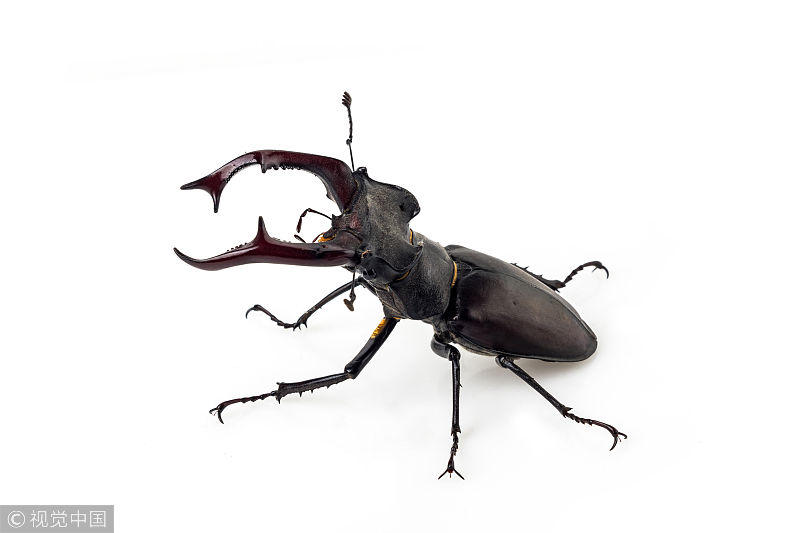 达尔文可谓家喻户晓,达尔文甲虫鲜为人知,生活在加拿大的奇物