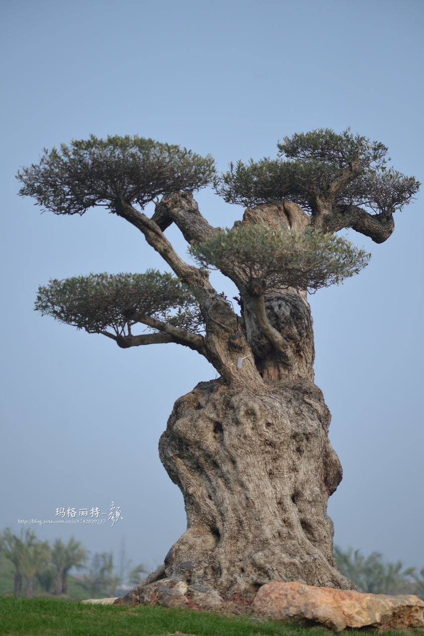 介绍一种千年古树:西班牙橄榄树,被称为地中海最古老的活化石