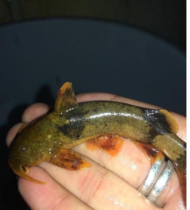 这种鱼比较怪异,从来没有见过,它的背上有一些尖刺,你见过吗