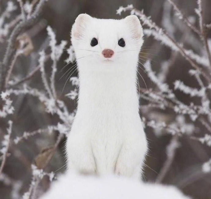冬天摄影师镜头下的白鼬敲可爱啊67676767