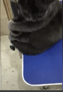 蓝猫洗完澡用吹风机吹干,它的表情不要太憋屈,网友看完都笑喷了