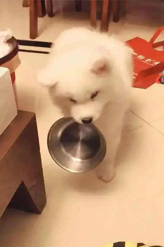 狗狗饥饿叼盆给主人,见主人无动于衷竟撒泼,吓得主人立马行动