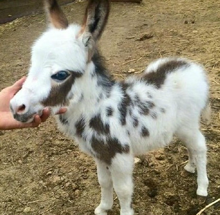 这么可爱的小毛驴怎么舍得骑