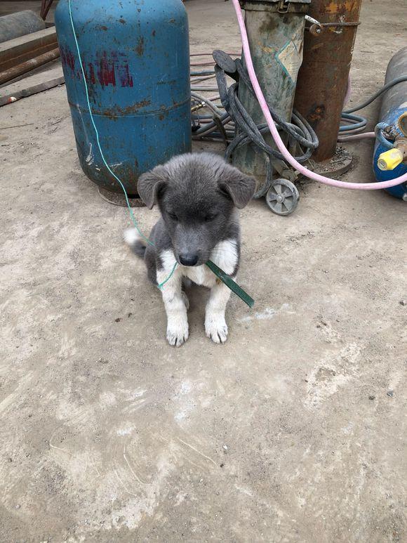 流浪小灰狗来厂里找吃的,饱餐一顿后赖着不走了这是要报恩?