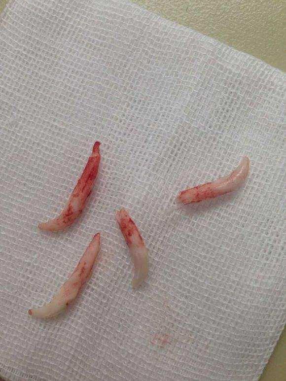 没有买卖就没有伤害,看清犬牙与狼牙区别,放狗狗们一条生路
