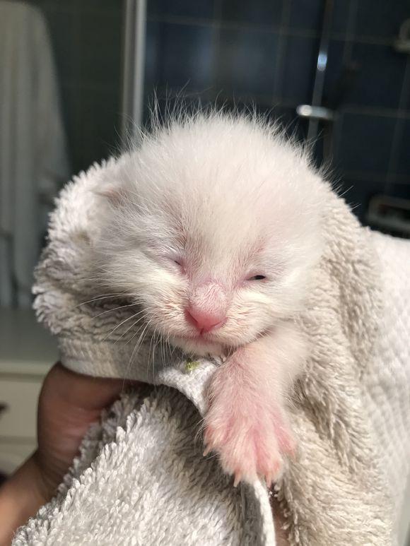 捡到三只刚出生的小奶猫,精心照顾一周后才睁眼,主人激动痛哭!