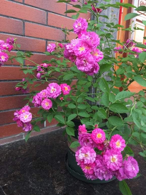 长势又快,开花效果也好,很受花友们的喜欢|马车|月季|长势_新浪网