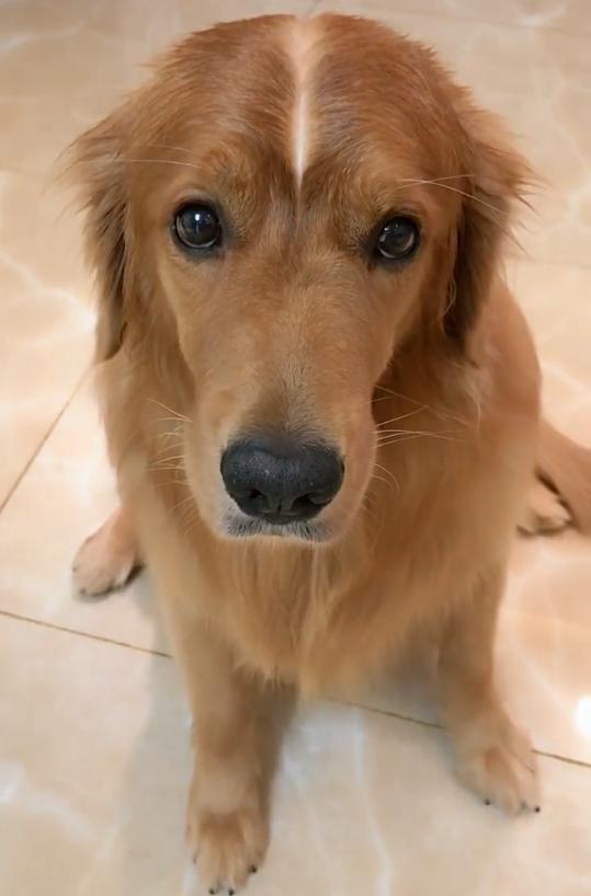 给金毛梳了个中分头,头皮全露像足汉奸|汉奸|金毛|狗狗_新浪网