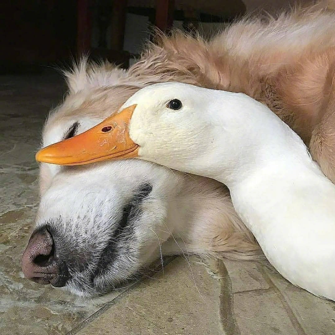 大金毛和鸭是很好的朋友好幸福鸭