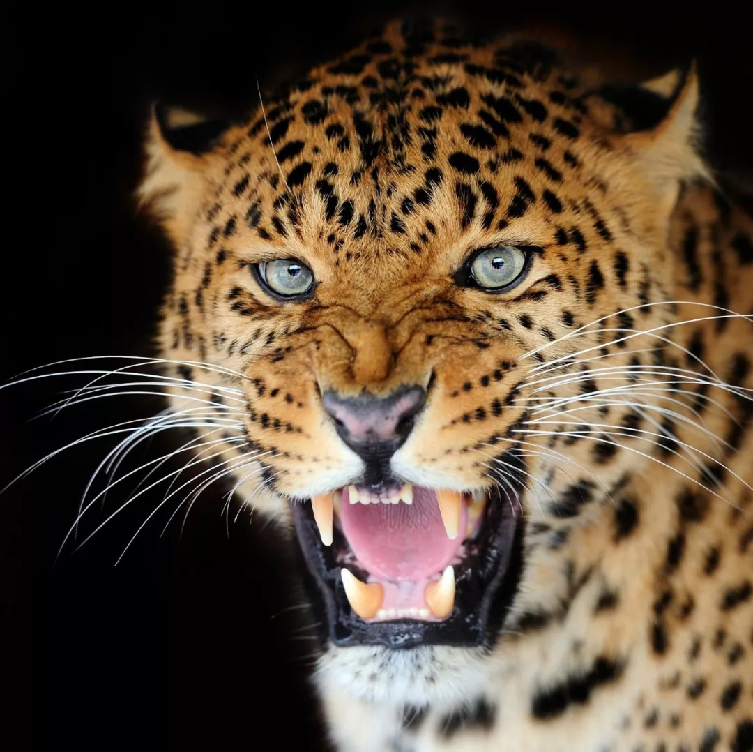 心理测试凭感觉选一个动物发怒表情测你的性格会有怎样的脾气