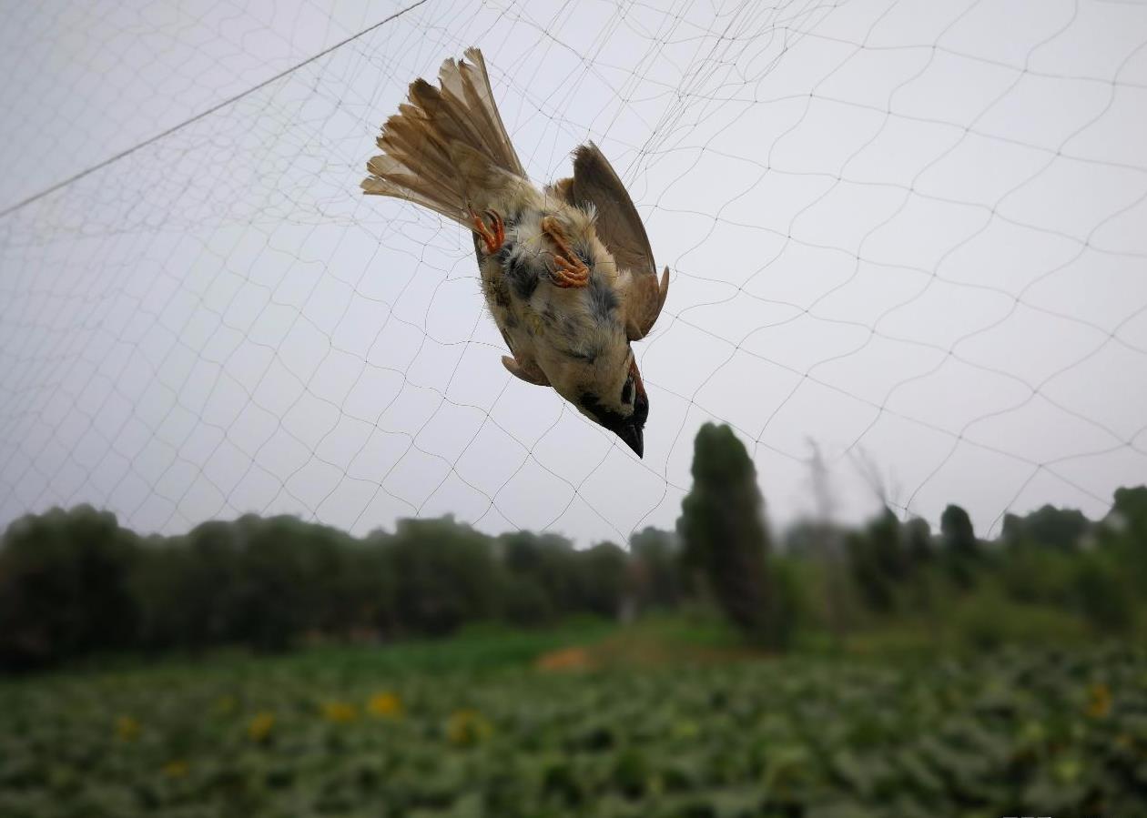 农民架设粘鸟网防鸟偷粮粮食仍旧落满地