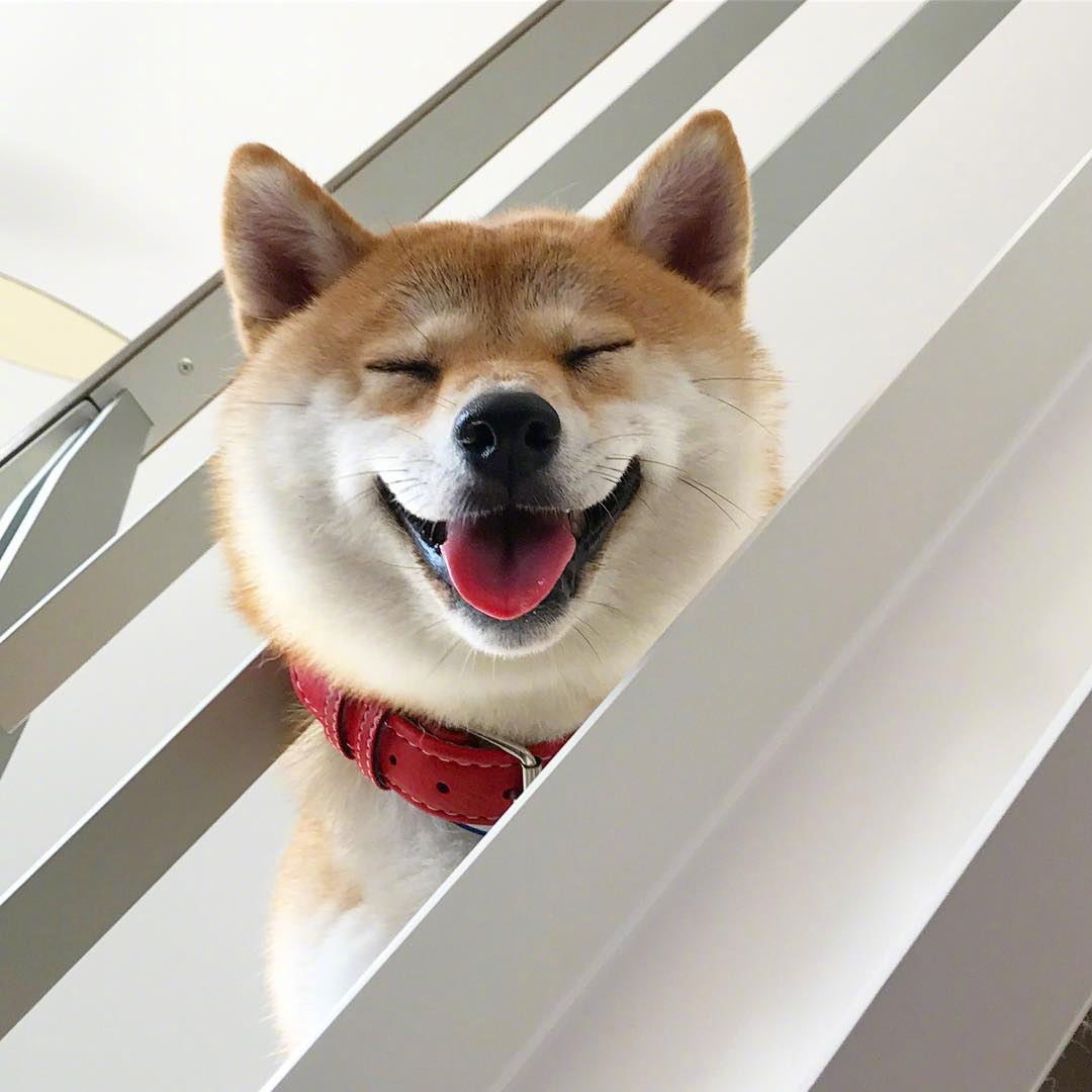 岛国小柴haru的微笑,它一直这么开心,像永远生活在礼拜五的下午