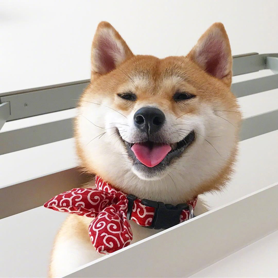 岛国小柴haru的微笑,它一直这么开心,像永远生活在礼拜五的下午