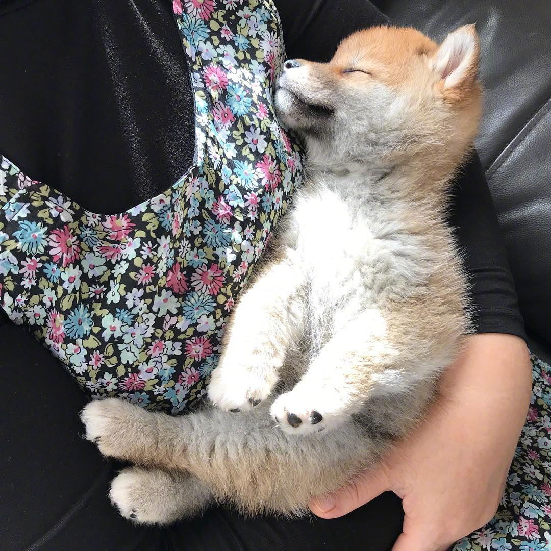 岛国天秤座的小家伙futa吸一口柴柴