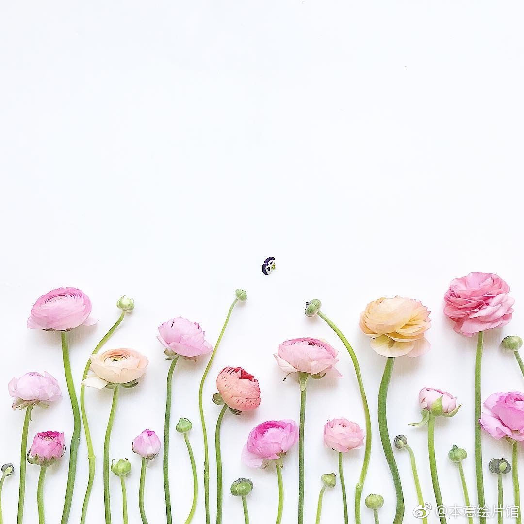 绘画素材第211辑创意花卉摄影insbea7507