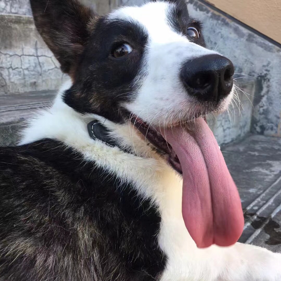 个人原因转售虎斑纹的卡迪根柯基.给她找个能好好照顾她的家长