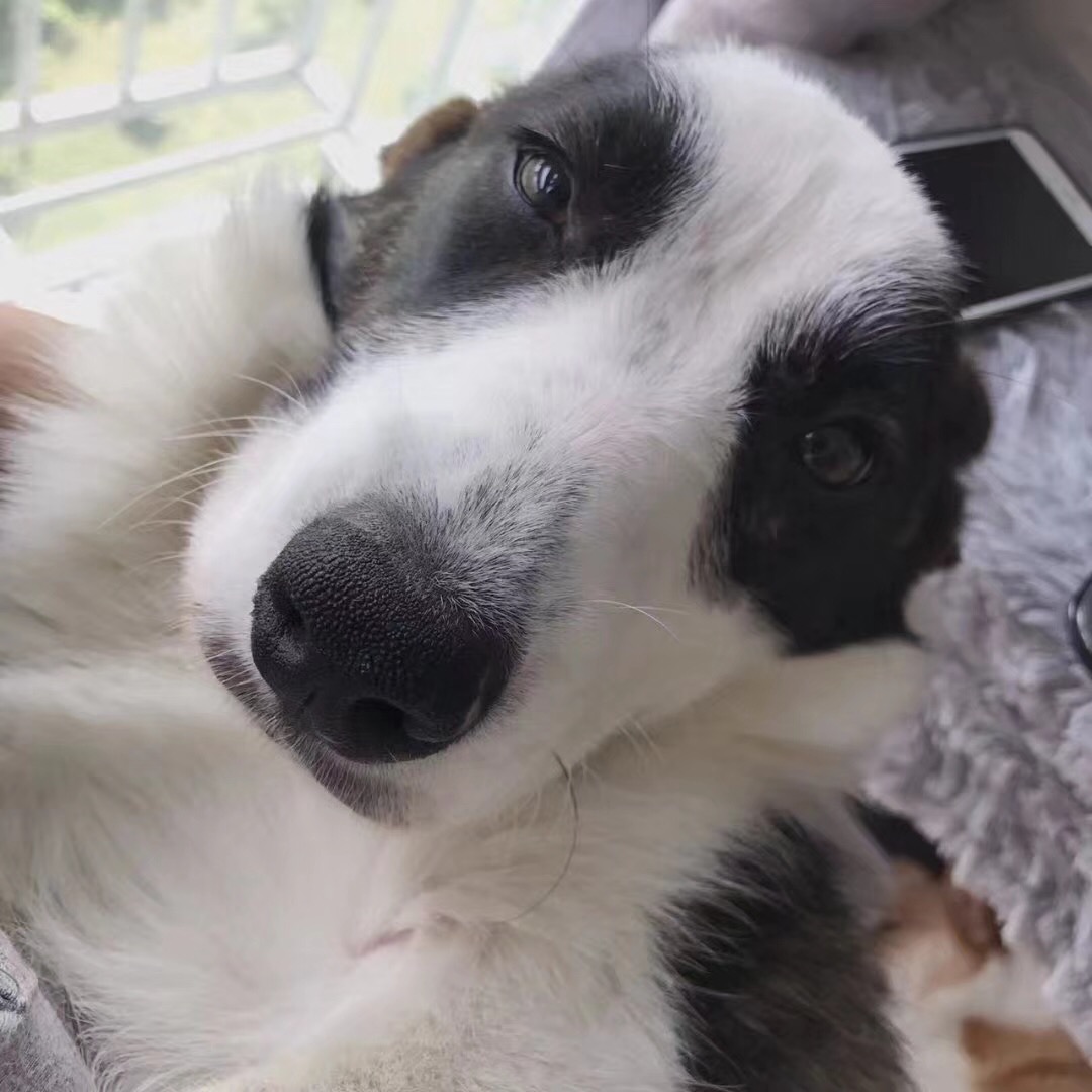 个人原因转售虎斑纹的卡迪根柯基.给她找个能好好照顾她的家长