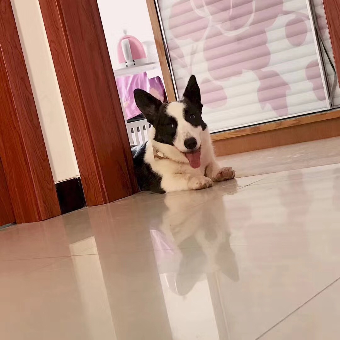 个人原因转售虎斑纹的卡迪根柯基.给她找个能好好照顾她的家长