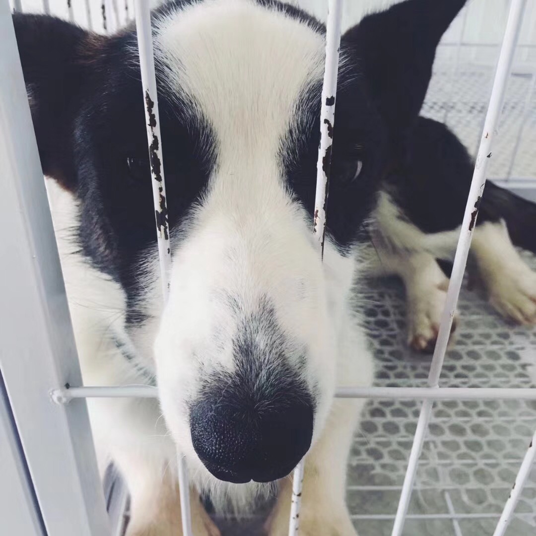 个人原因转售虎斑纹的卡迪根柯基.给她找个能好好照顾她的家长