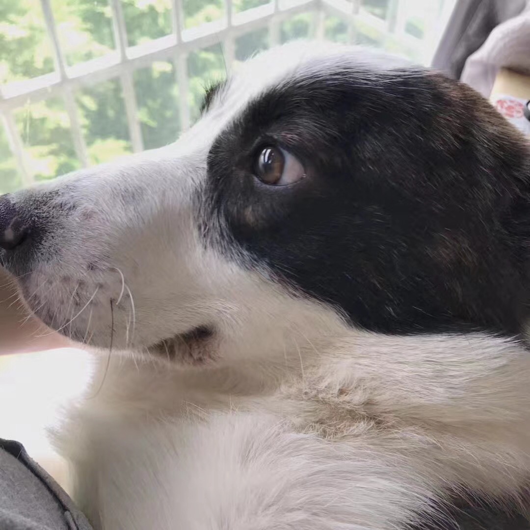 个人原因转售虎斑纹的卡迪根柯基.给她找个能好好照顾她的家长