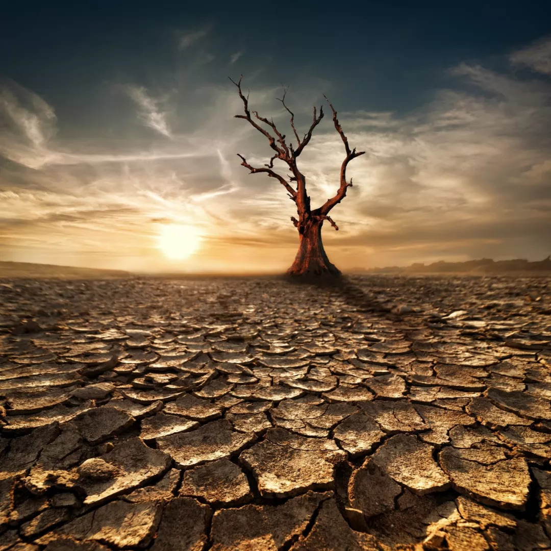 心理测试:你选择救哪棵干枯的大树,测遇到困难后你会放弃爱情吗|大树|