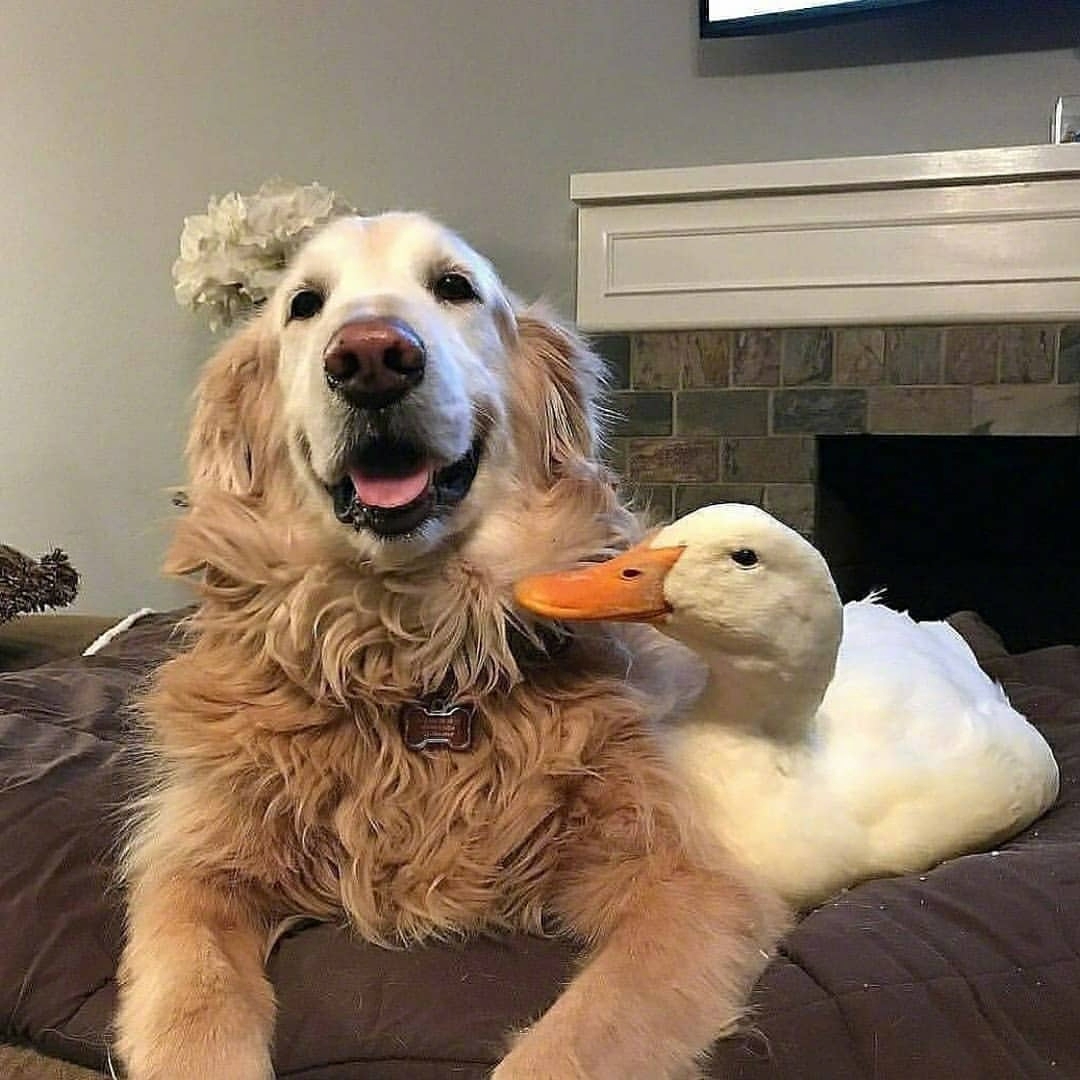 大金毛和鸭是很好的朋友好幸福鸭