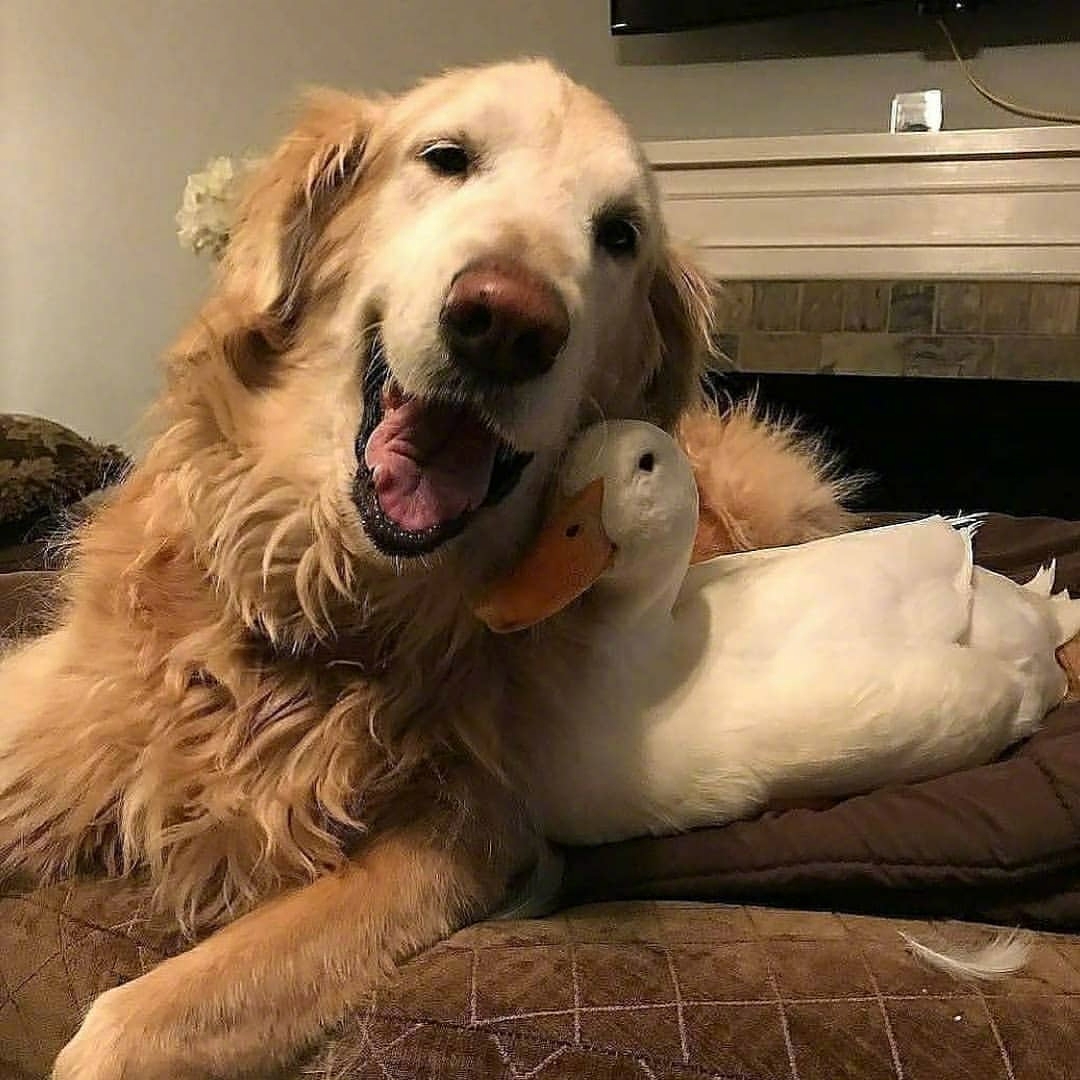 大金毛和鸭是很好的朋友好幸福鸭