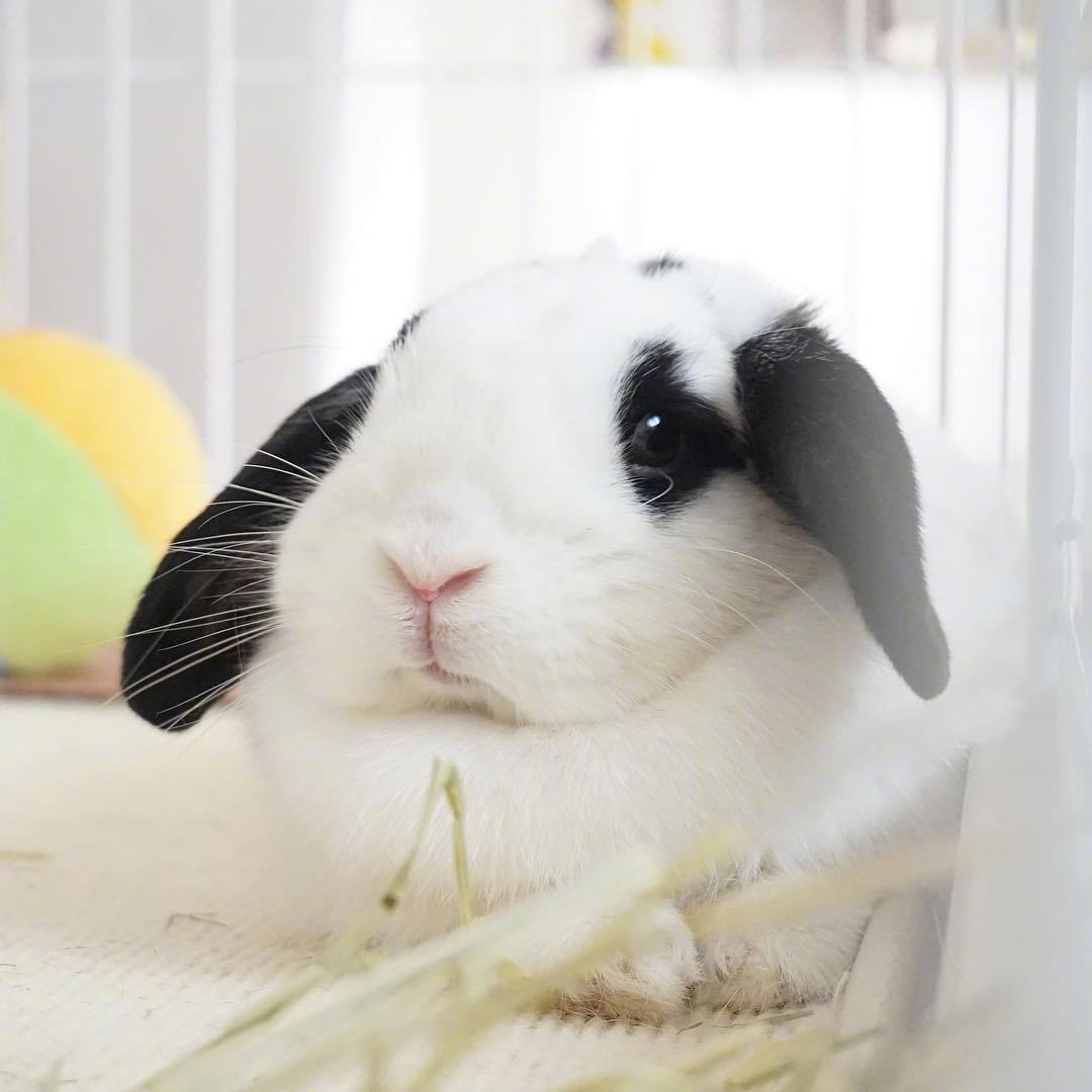 十一区的小兔几hijiki,一对黑耳朵总是耷拉着,看起来好乖啊