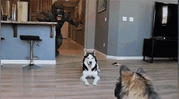360_200gif 动态图 动图