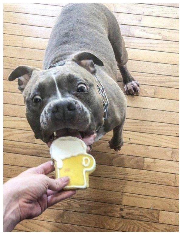 9张狗狗搞笑图片令人捧腹大笑