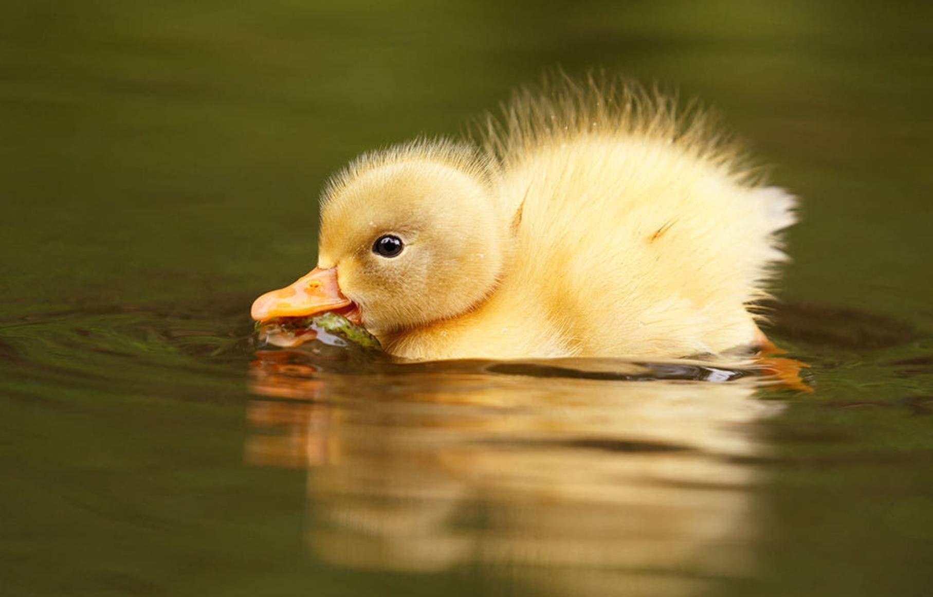 摄影| 我是一只小鸭子,咿呀咿呀哟