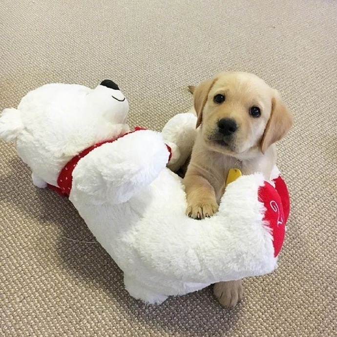 拉布拉多小时候简直萌出水了