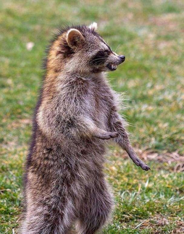 美国出现"僵尸浣熊"? 露利齿作势攻击 民众吓到报警求助