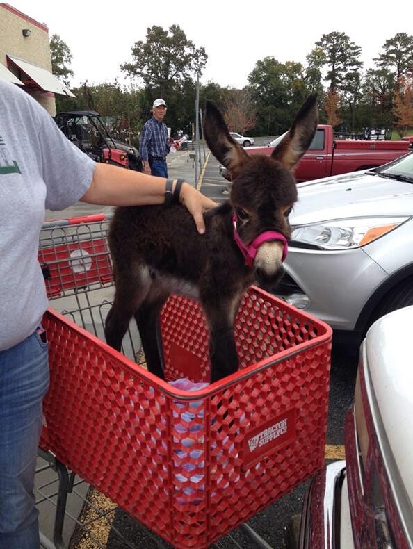 网友分享迷你驴萌照,体型和小狗差不多大这头小驴子明显非常享受独自