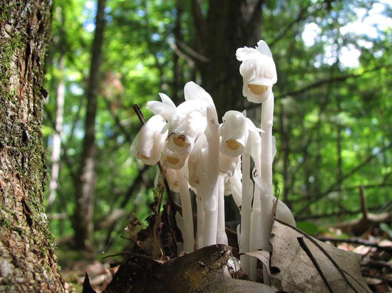 幽灵花图片(幽灵花图片和花语)