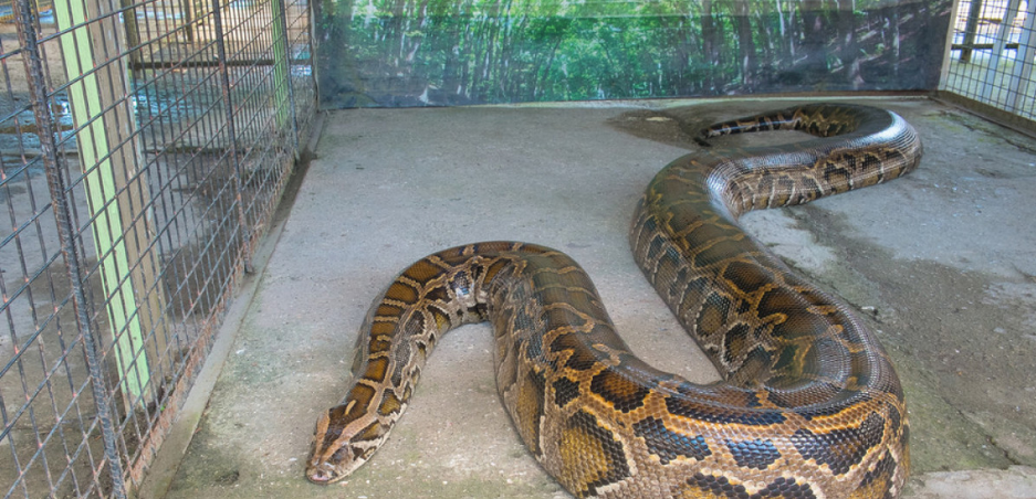 银行员工开会 一条15斤重的大蟒蛇"从天而降",员工情绪失控