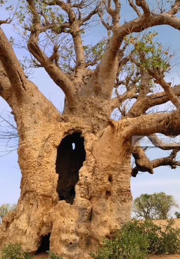 撒哈拉沙漠的猴面包树,一年结上万颗果子,树干围起来可绕40人!