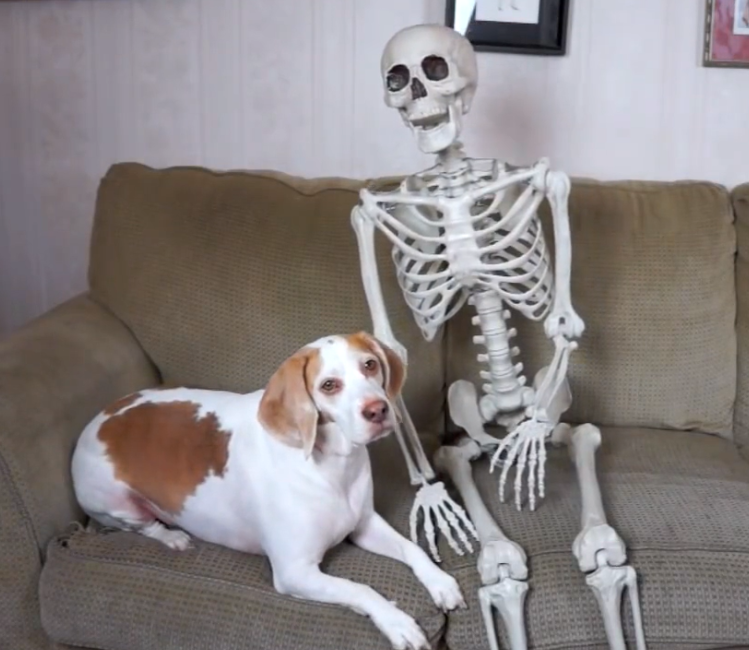 狗狗喜欢啃骨头,主人直接搬来一具骷髅,感动吗?狗狗:不敢动!