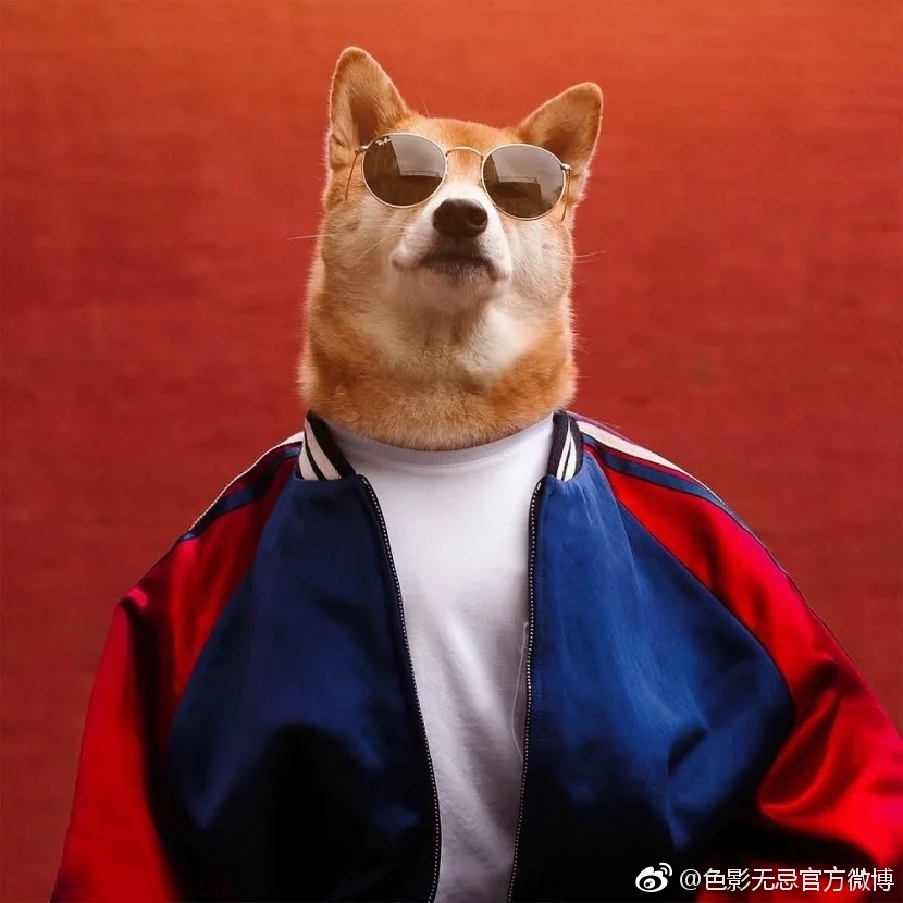 狗狗界的网红!帅气的柴犬Bodhi