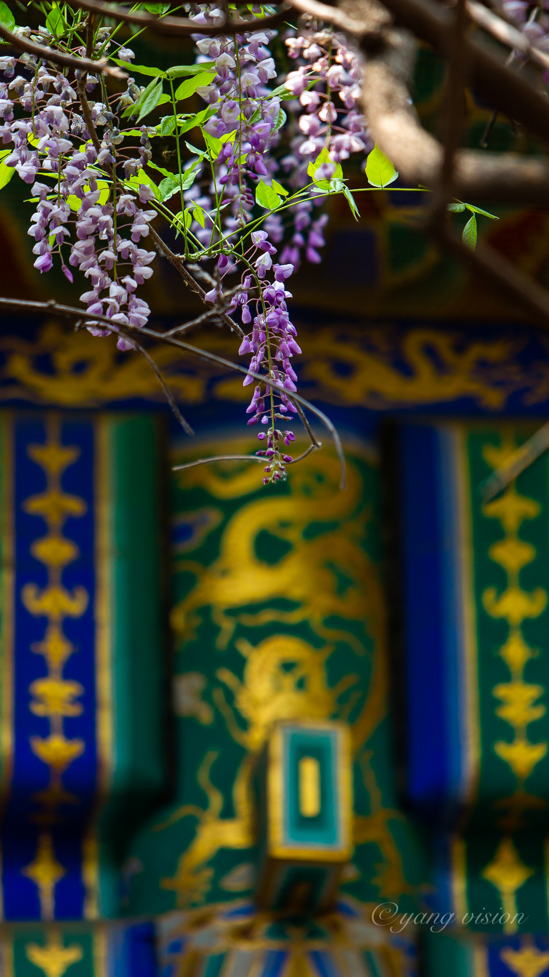 红螺寺,紫藤寄松_新浪看点